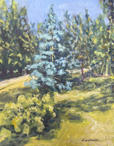Silver spruce