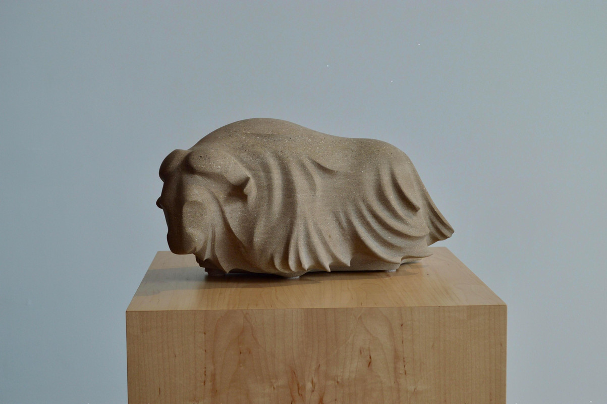 Muskox