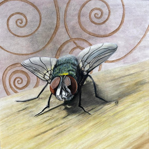 The Fly