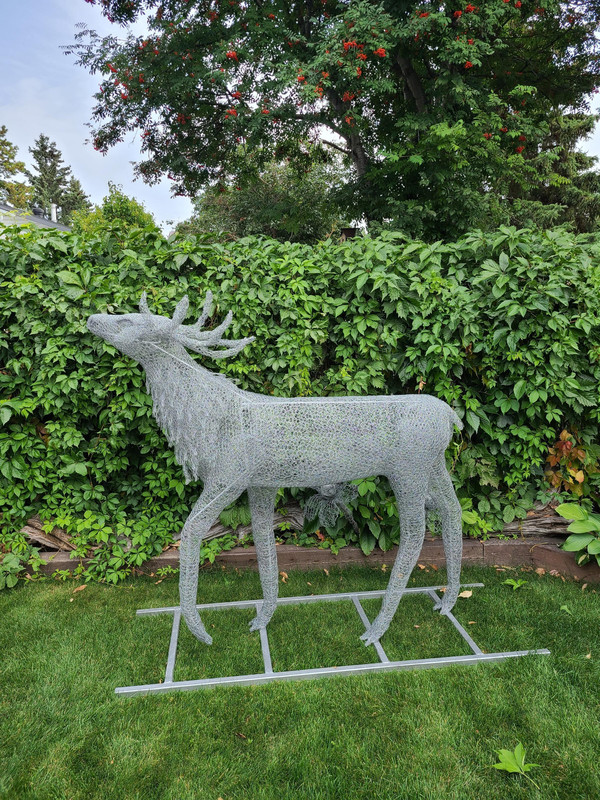 Young Buck-Elk