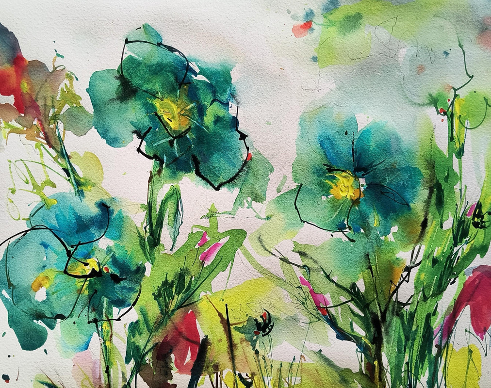 Himalayan Poppy At Van Dusan Gardens