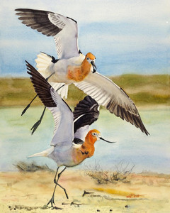 Avocets in Motion