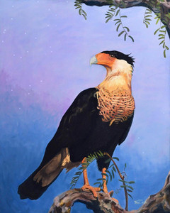 Northern Caracara