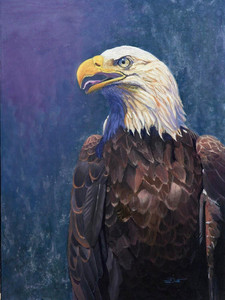 Her Favourite - Bald Eagle