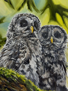 Barred Owlets