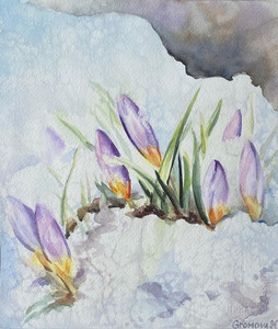 Snow Crocus