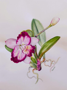 Orchid