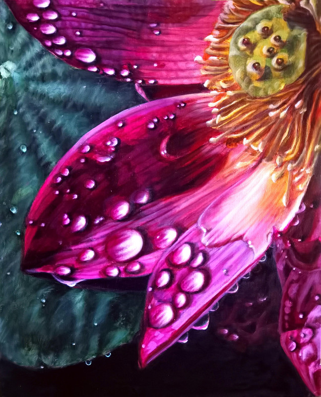 Lotus in The Rain