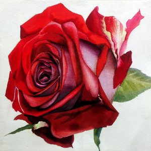Red Rose