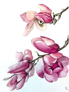 Magnolia