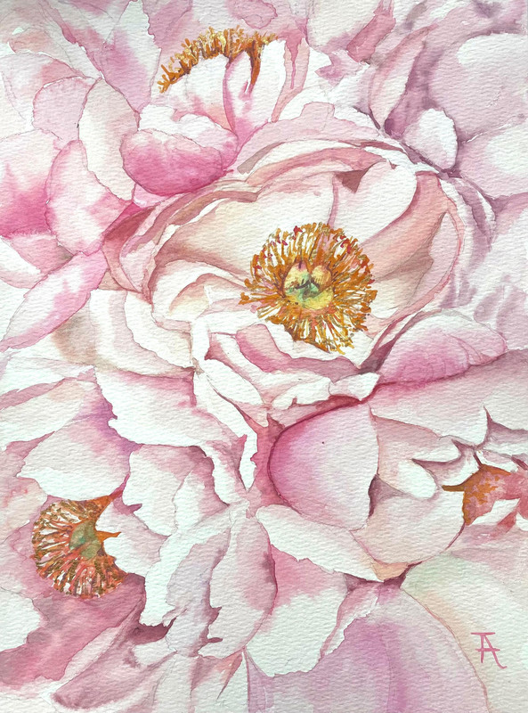 Peonies