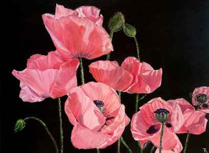 Coral Poppies