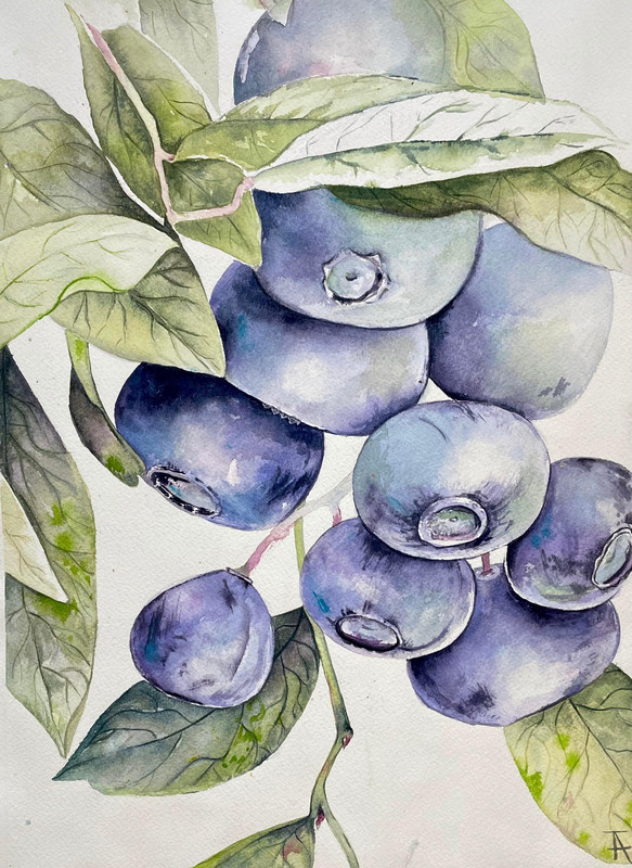 Blueberries