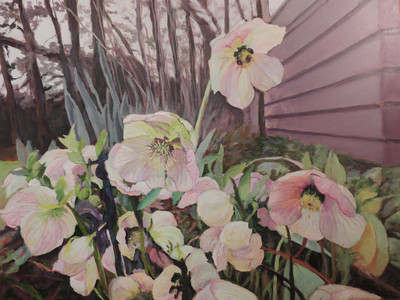 Hellebores from my front garden