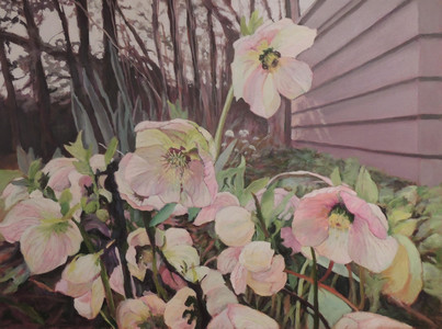 Hellebores from my front garden