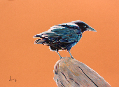 Crow: The Giver of Light