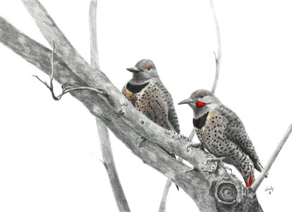 Northern Flickers