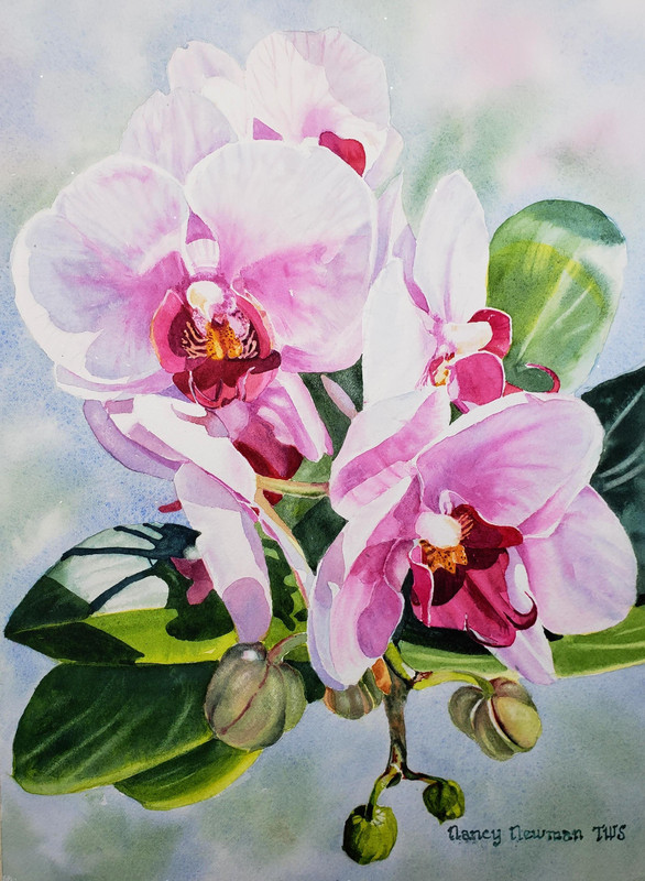 Sunlit Orchids