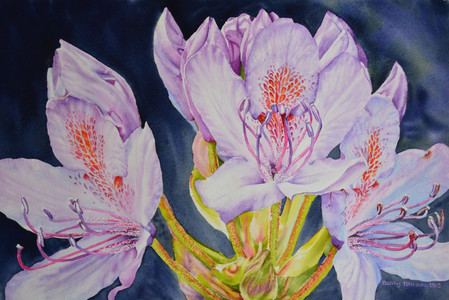 Purple Rhododendrons