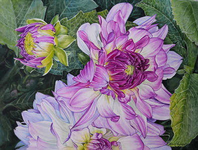Picotee Dahlia