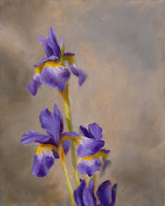 Iris Small