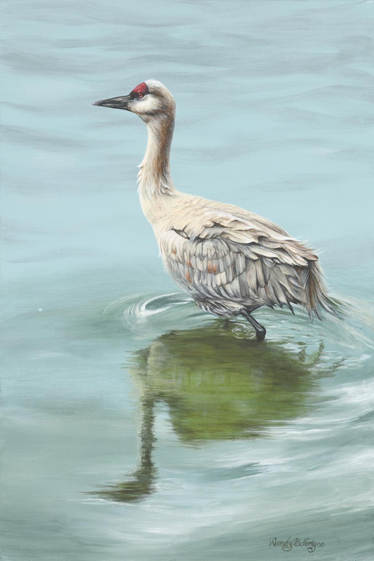 Sandhill Crane - Reflections