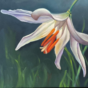Fawn Lily
