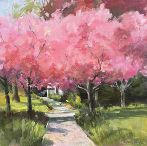 Blooming Cherry Trees at Government House