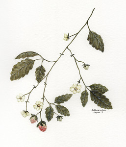 Perennial Strawberries