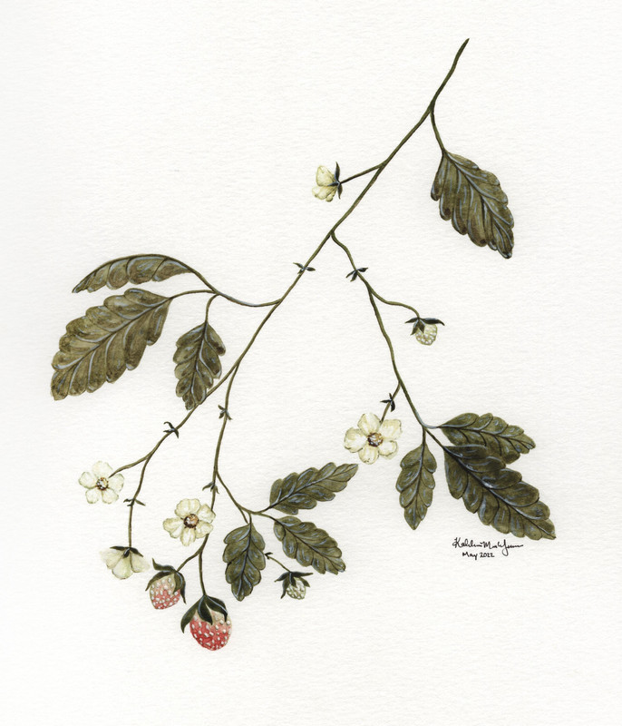 Perennial Strawberries