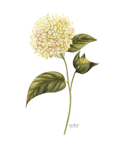 Limelight Hydrangeas
