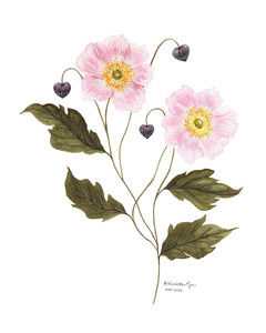 Pink Anemones