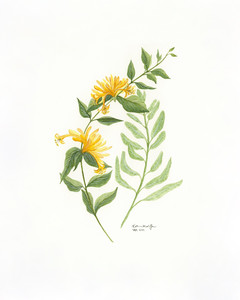 Honeysuckle and Sage