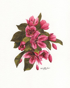 Ornamental Crabapple