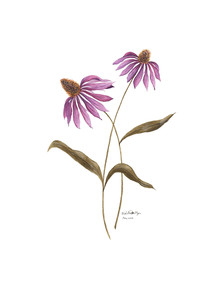 Purple Echinaceas