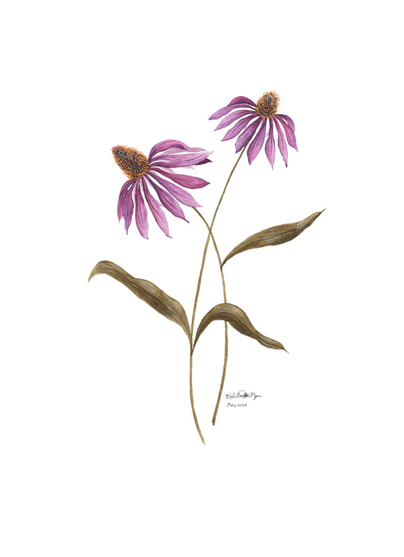 Purple Echinaceas