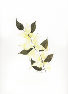 Boston Dogwood