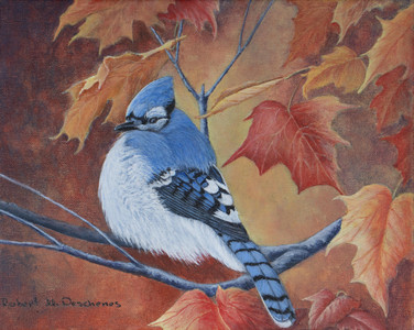 Blue Jay