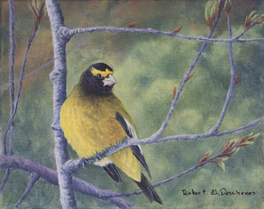 Evening Grosbeak