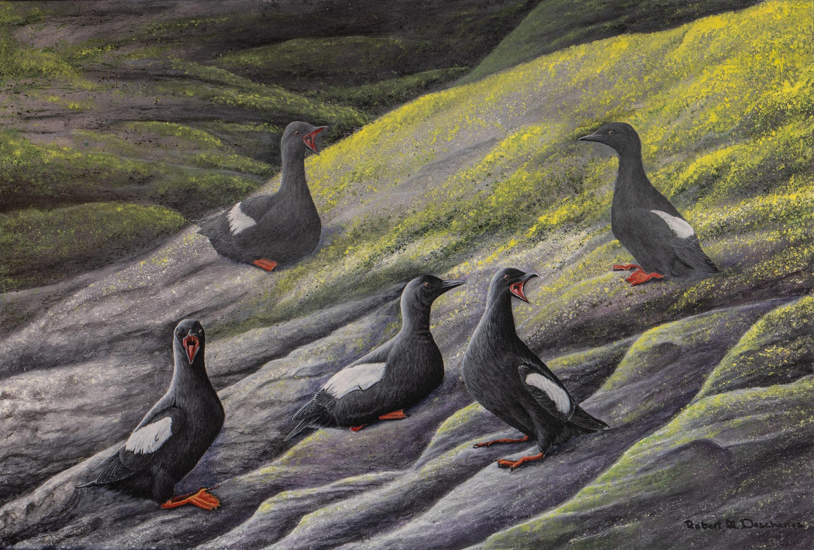 Black Guillemot