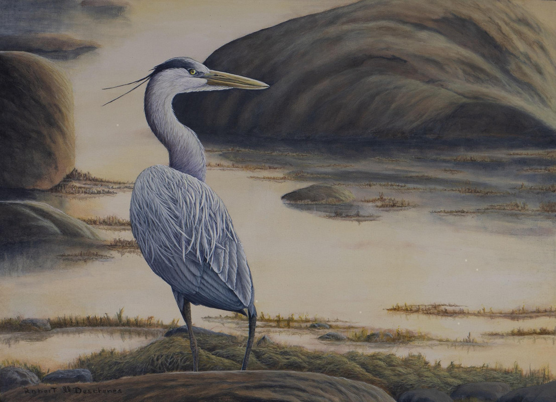 Great Blue Heron