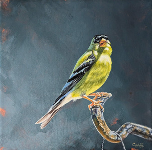 American Gold Finch - "Rust and Radiance