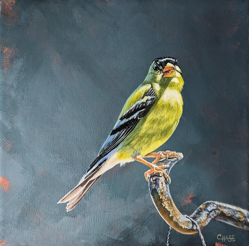 American Gold Finch - "Rust and Radiance