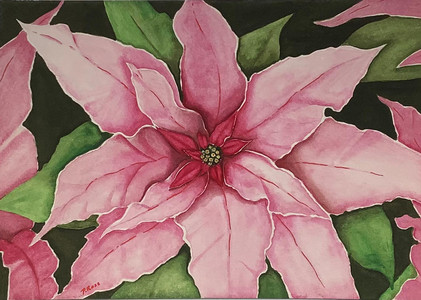 Poinsettia 1