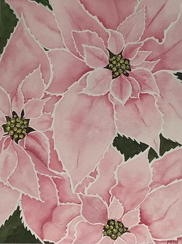 Poinsettia 2