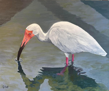 Ibis