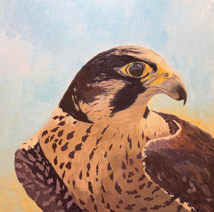 Peregrine Falcon