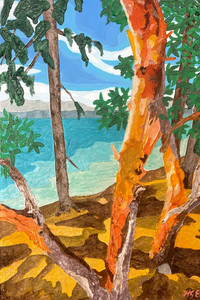 Island Arbutus