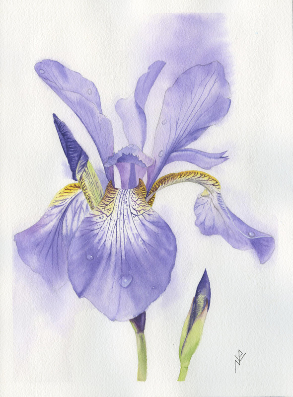 Evanescent Iris