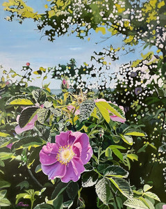 Ambleside Wild Rose